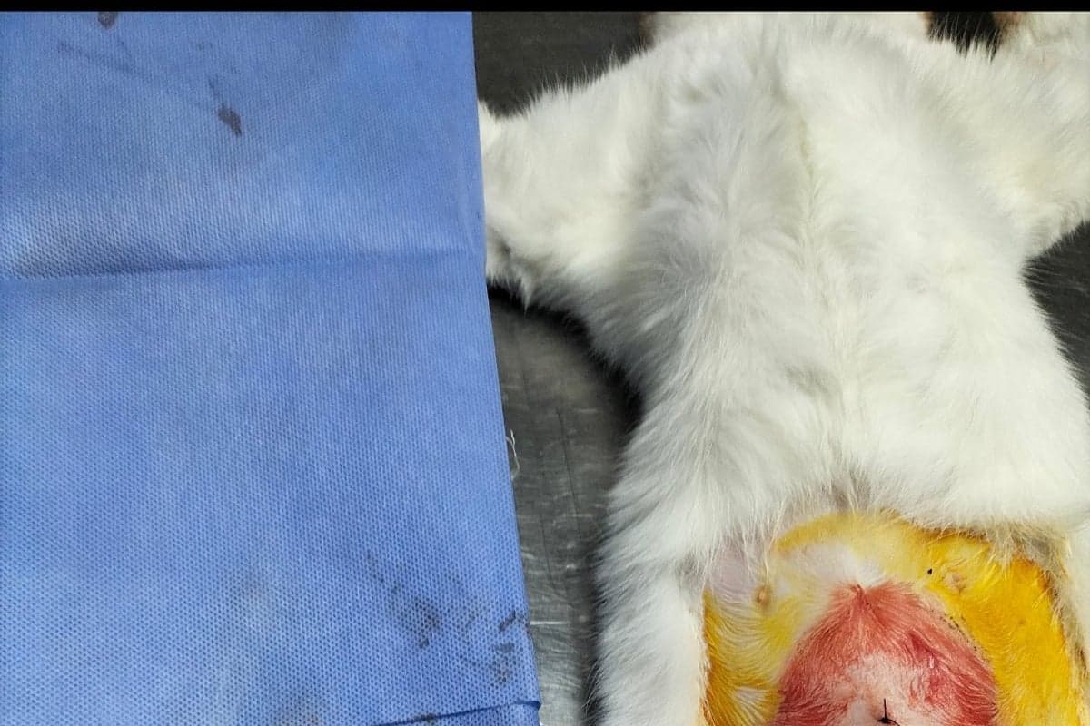 Ovariohisterektomi(dişi kedi kısırlaştırma)